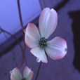 Karen's Appalachian Blush
